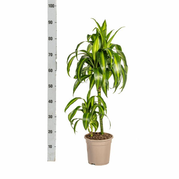 Image of Dracaena Deremensis Hawaiian Sunshine – Drachenbaum – Ø19cm – ↕70-90cm – Tropische Zimmerpflanze mit zweifarbigen Blättern-3
