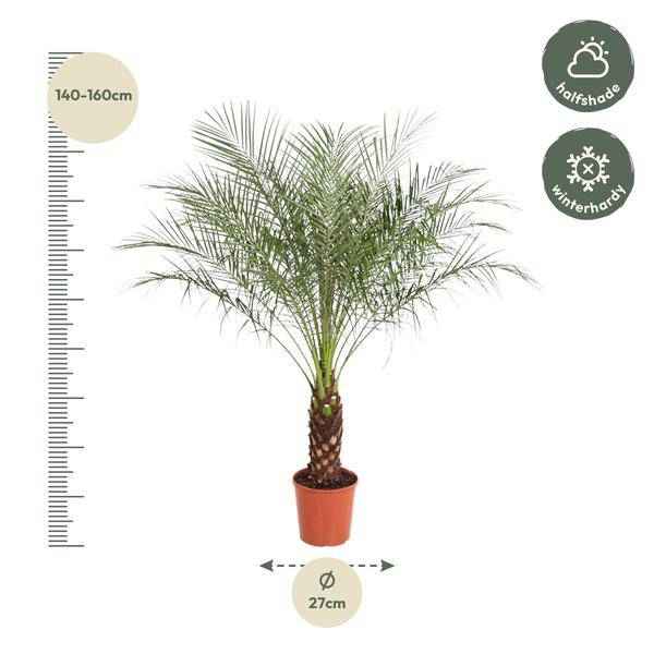 Image of Zwerg – Dattelpalme Phoenix Roebelenii Zimmerpflanze Ø32cm ↕150cm – tropische Grünpflanze für Wohnzimmer, Büro & helle Standorte kaufen-1