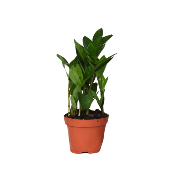 Image of Zamioculcas – Glücksfeder – ca. 30cm hoch – Ø12cm – Pflegeleichte Zimmerpflanze mit glänzenden Blättern – Robuste Grünpflanze für Wohnzimmer & Büro-0