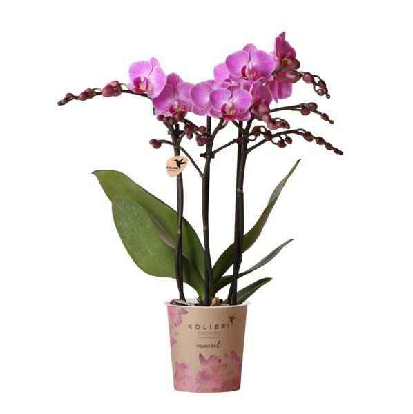 Image of Phalaenopsis – Orchidee Mineral Vienna – Rosa – Ø9cm – Blühende Zimmerpflanze – 2-3 Zweige – Natürliche Farbpracht