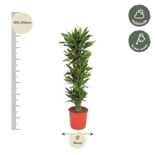 Image of Drachenbaum Dracaena Golden Coast – 200cm hoch – Ø34cm – Elegante Zimmerpflanze mit goldgrünem Blattwerk – Pflegeleicht & robust – für Zimmer & Büro