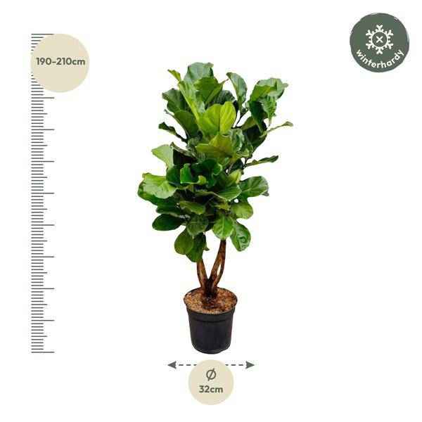 Image of Geigen – Feige – Ficus Lyrata – Zimmerpflanze 200cm – Ø32cm – XXL – Pflanze mit großen geigenförmigen Blättern – Pflegeleicht-2