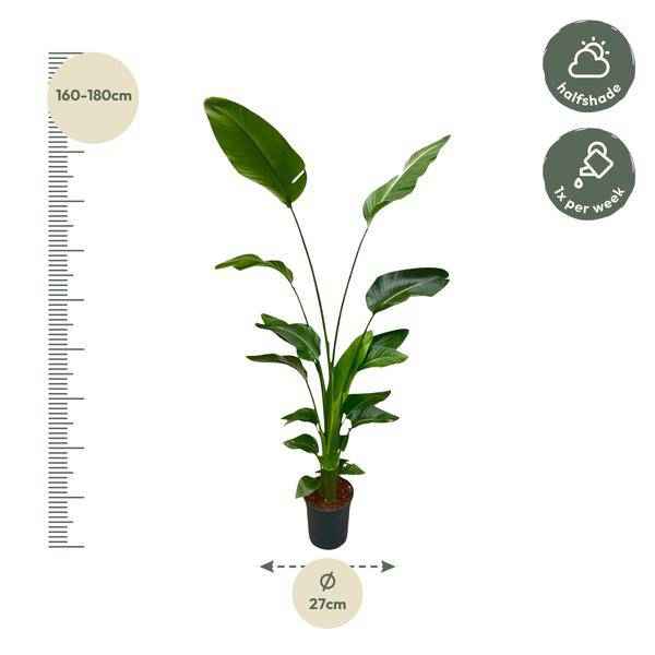 Image of Baum – Strelitzie – Strelitzia Nicolai – Zimmerpflanze 175cm – Ø24cm – Weißer Paradiesvogel mit großen grünen Blättern-1