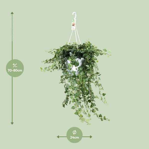 Image of Efeu Hedera helix Wonder Green Zimmerpflanze Ø24cm ↕80cm – pflegeleichte Grünpflanze für Wohnzimmer, Büro & helle Standorte kaufen-1