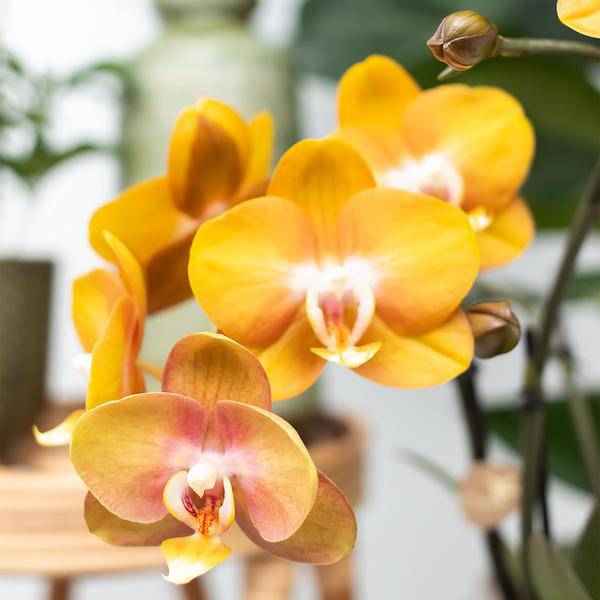 Image of Überraschungsbox mit 4 verschiedenen Kolibri Orchideen – 12cm – Zimmerpflanzen – Set – Frisch vom Bauern – Perfekt als Geschenk oder für Orchideenfans