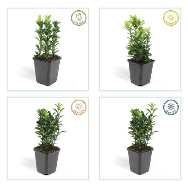 Image of Japanischer Spindelstrauch Euonymus japonicus 'Green Spire' – ↕10-25cm – Ø9cm – 6 Pflanzen – Immergrüner Strauch – Hecken, Beete & Solitär – Sonne & Schatten – Pflegeleicht