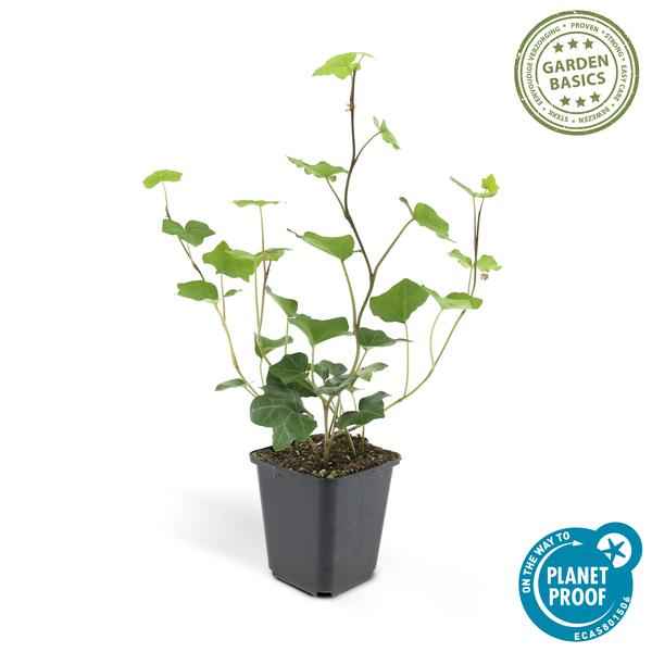Image of Hedera hibernica – Großblättriger Irischer Efeu – Ø9cm – ↕10-25cm – 12 Pflanzen – Vielseitiger Kletter – & Bodendecker