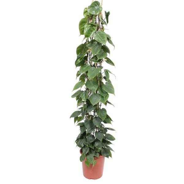 Image of Baumfreund Philodendron Scandens Zimmerpflanze Ø27cm ↕160cm – pflegeleichte Grünpflanze für Wohnzimmer, Büro & helle Standorte kaufen-0