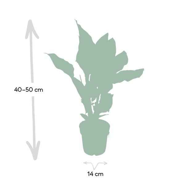 Image of Korbmarante Calathea Ornata – Zimmerpflanze Ø14cm ca. 50cm hoch – Exotische Blattzeichnung – Pflegeleichte Zimmerpflanze für Zuhause & Büro