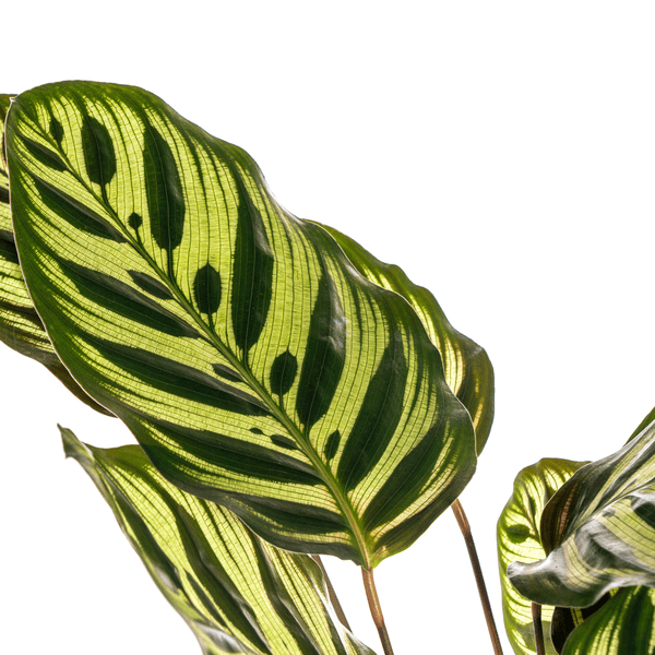 Image of Calathea Makoyana Pfauen – Korbmaranthe – Zimmerpflanze Ø17cm – ca. 40-50cm hoch – Dekorative Blätter mit roter Unterseite