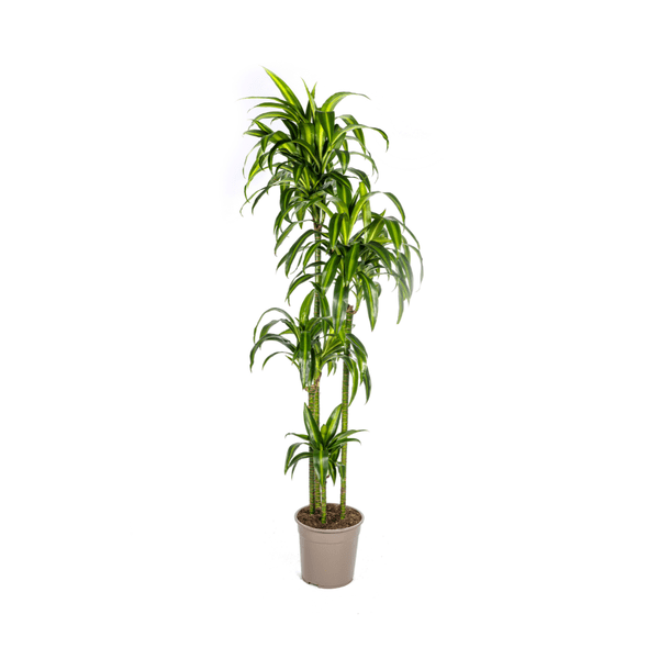 Image of Drachenbaum Dracaena Deremensis Hawaiian Sunshine – Zimmerpflanze – Ø27cm – Höhe 180cm – Tropischer Look & pflegeleicht