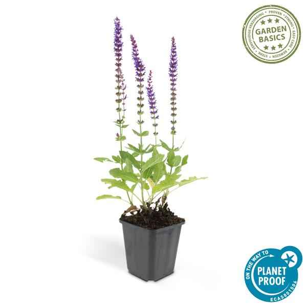 Image of Blüten – Salbei Salvia nemorosa 'Ostfriesland' – 60 Pflanzen – Lila Blüten – Robuste Staude – Pflegeleicht – Sonne – Beete & Rabatten-3