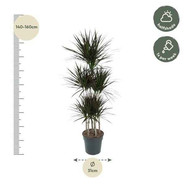 Image of Drachenbaum Zimmerpflanze Ø31cm ↕150cm – pflegeleichte Grünpflanze für Wohnzimmer, Büro & helle Standorte kaufen-2
