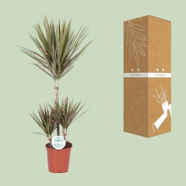 Image of Drachenbaum Dracaena Bicolor Zimmerpflanze Ø21cm ↕95cm – pflegeleichte Grünpflanze für Wohnzimmer, Büro & helle Standorte kaufen-2