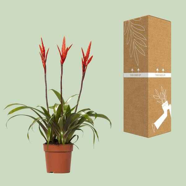 Image of Bromelie Vriesea Elan Toef Zimmerpflanze Ø12cm ↕55cm – pflegeleichte Grünpflanze für Wohnzimmer, Büro & helle Standorte kaufen-2