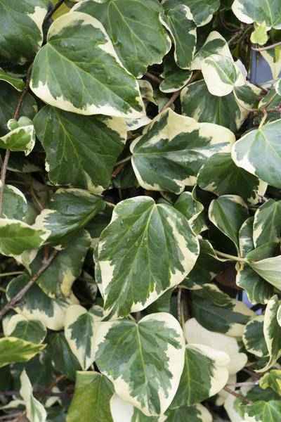 Image of Hedera colchica Dentata Variegata – Efeu – 2 Pflanzen – Immergrüne Kletterpflanze – Ø15cm – Höhe ca. 65cm