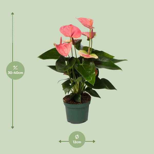 Image of Flamingoblume Anthurium Sweet Dream Zimmerpflanze Ø12cm ↕35cm – pflegeleichte Grünpflanze für Wohnzimmer, Büro & helle Standorte kaufen-1