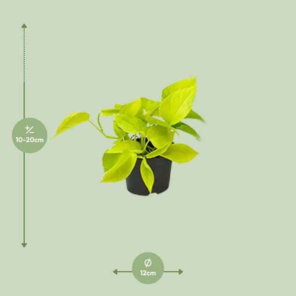 Image of Efeutute Epipremnum Golden Pothos – Ø12cm x H15cm – Herzförmige Blätter mit goldgelber Zeichnung – Pflegeleichte Zimmerpflanze – Für Halbschatten-1