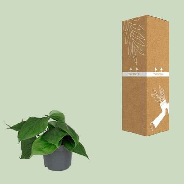 Image of Philodendron Scandens – Baumfreund – Zimmerpflanze – Ø12cm – ↕15-20cm Höhe – Pflegeleicht – Luftreinigend – Halbschatten-2