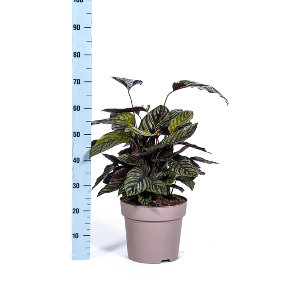Image of Calathea Ornata Sanderiana – Korbmarante – Zimmerpflanze Ø27cm – ↕60-80cm – Tropische Innenpflanze mit pinken Streifen – Pflegeleicht & dekorativ-4