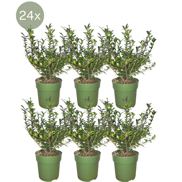 Image of Stechpalmenhecke Ilex crenata ‘Jenny’ – 6 Pflanzen Ø12cm ↕20cm Winterharte immergrüne Heckenpflanzen-0