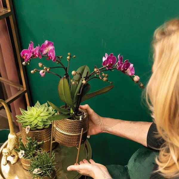Image of Phalaenopsis Orchidee – Flieder – Morelia – Mit goldfarbenem Groove Ziertopf – Ø9cm – 35cm hoch – Blühende Zimmerpflanze – Deko
