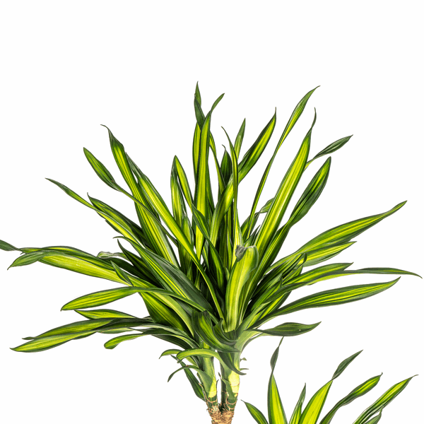 Image of Dracaena deremensis Rikki Drachenbaum 130-150cm 24cm Zimmerpflanze pflegeleicht grüne Blattpflanze für Wohnzimmer Büro Flur moderne große Grünpflanze-1