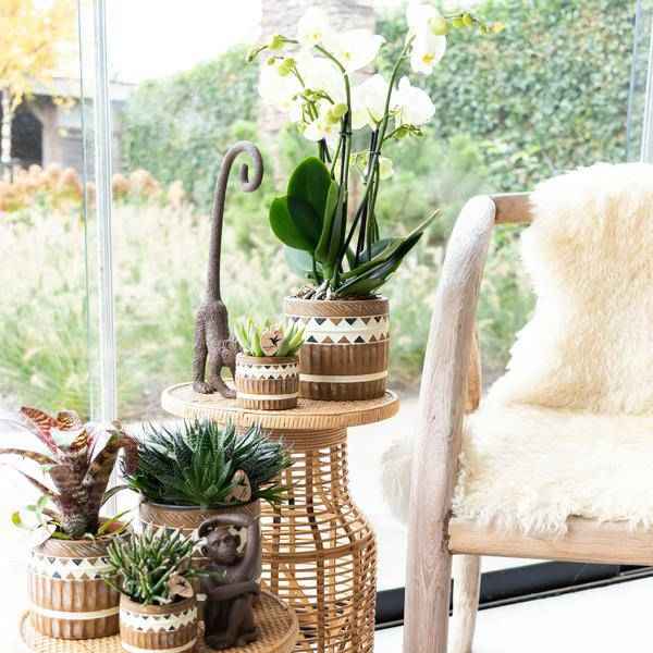 Image of Ornament Dekoskulptur Sitzender Affe – Braun – Handgefertigte Polystone – Figur – 13cm – Dekoration für Zuhause & Pflanzenarrangements