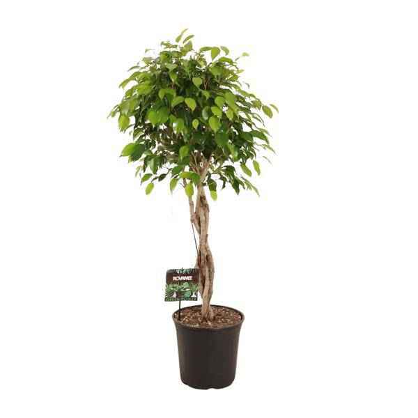 Image of Birkenfeige – Ficus Benjamina Exotica – Ø27cm – ↕120cm – Große Zimmerpflanze mit üppigem, grünem Laub