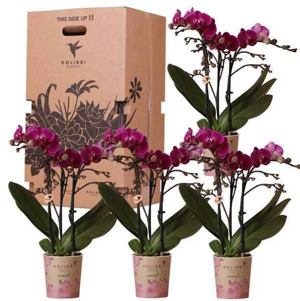 Image of Überraschungsbox Orchideen Ø9cm – pflegeleichtes Pflanzen Set für Urban Jungle, Fensterbank, Wohnzimmer & Büro-0