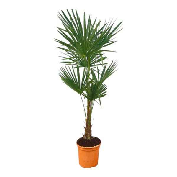 Image of Trachycarpus fortuneii – Chinesische Hanfpalme – Exotische Zimmer – und Gartenpflanze – Höhe ca. 150cm – Topf Ø27cm