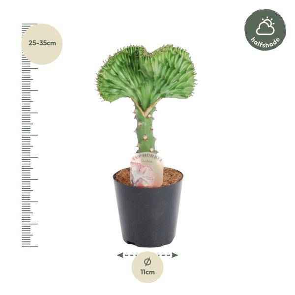 Image of Euphorbia lactea Cristata Grün – Korallen – Wolfsmilch – Zimmerpflanze ca. 30cm – Ø10,5cm – Exotische Sukkulente in Korallenform