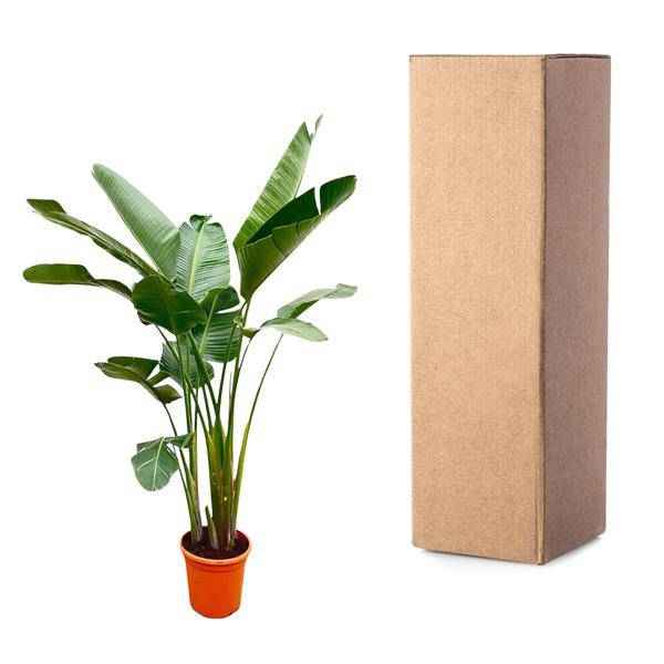 Image of Strelitzia Augusta – Baum – Strelitzie XXL – Weißer Paradiesvogel – 250cm hoch – Ø38cm – Zimmerpflanze mit großen Fächerblättern