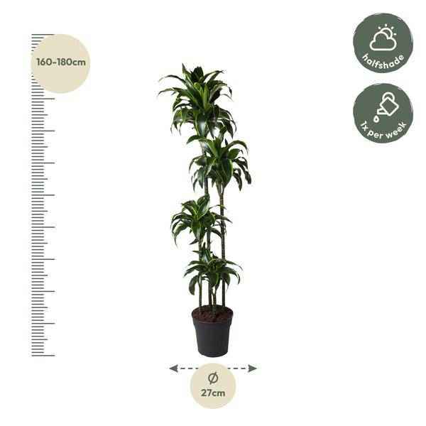 Image of Drachenbaum – Dracaena Dorado 170cm – Ø27cm – Zimmerpflanze mit gold – grünen Blättern – Tropische Dekopflanze für Wohnzimmer, Büro & Wintergarten-1
