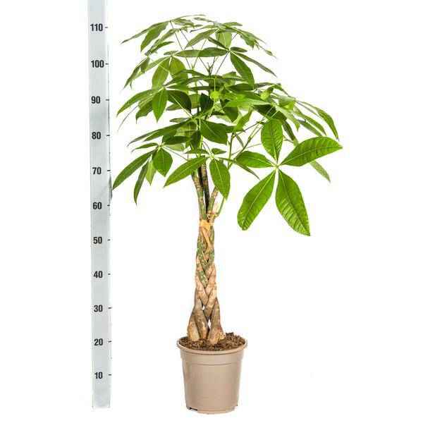 Image of Glückskastanie Pachira Aquatica – Geldbaum – Zimmerpflanze Ø21cm ↕90-110cm – Geflochtener Stamm – Pflegeleicht