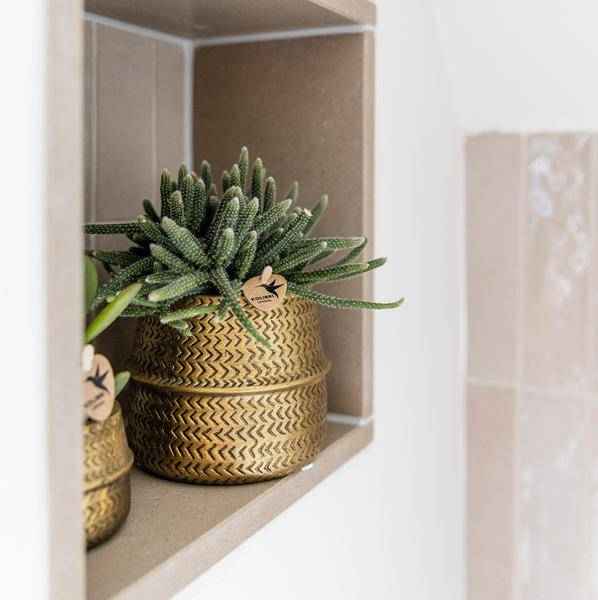 Image of Pflanzenset Groove gold – Weiße Phalaenopsis Amabilis Ø9cm & Aloe Brevifolia Ø6cm – goldene Keramik – Ziertöpfe – Elegantes Orchideen – Set-2