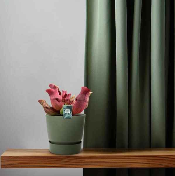 Image of Fleischfressende Pflanze Sarracenia Maroon – Schlauchpflanze – Ø12cm – ↕23cm – Exotische Zimmerpflanze mit auffälligen Kannen – Pflegeleicht & luftreinigend – Für Innen & geschützte Außenbereiche