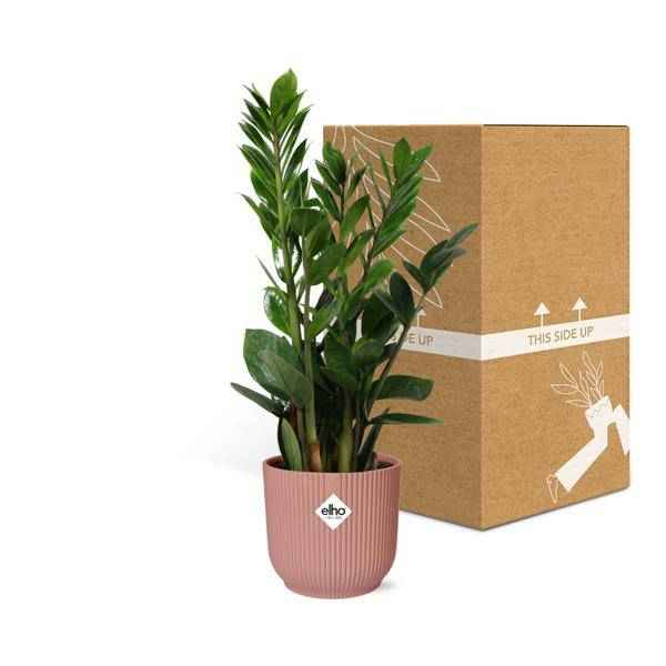 Image of Glücksfeder Zamioculcas Zimmerpflanze Ø14cm ↕45-50cm – pflegeleichte Grünpflanze für Wohnzimmer, Büro & helle Standorte kaufen-2