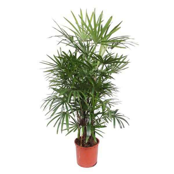 Image of Steckenpalme – Rhapis Excelsa – Zimmerpflanze 190cm – Ø34cm – Pflegeleichte Damenpalme für Wohnzimmer, Büro & Wintergarten – Luftreinigende Palme-0