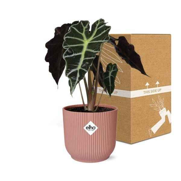 Image of Elefantenohr Alocasia Polly Zimmerpflanze Ø14cm – pflegeleichte Grünpflanze für Wohnzimmer, Büro & helle Standorte kaufen-2