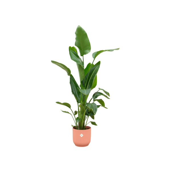 Image of Strelitzia Nicolai – Baum – Strelitzie – ca. 160cm hoch – Ø30cm – inkl. Übertopf – Tropische Zimmerpflanze mit großen Blättern-0