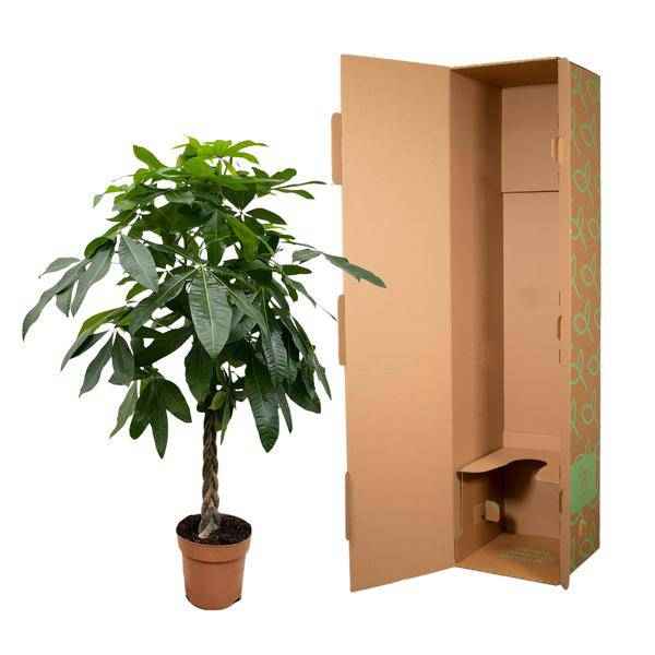 Image of Glückskastanie – Pachira Aquatica – 150cm hoch – Ø27cm – Geldbaum als Zimmerpflanze – Luftreinigend & pflegeleicht – Ideal für Zimmer & Büro