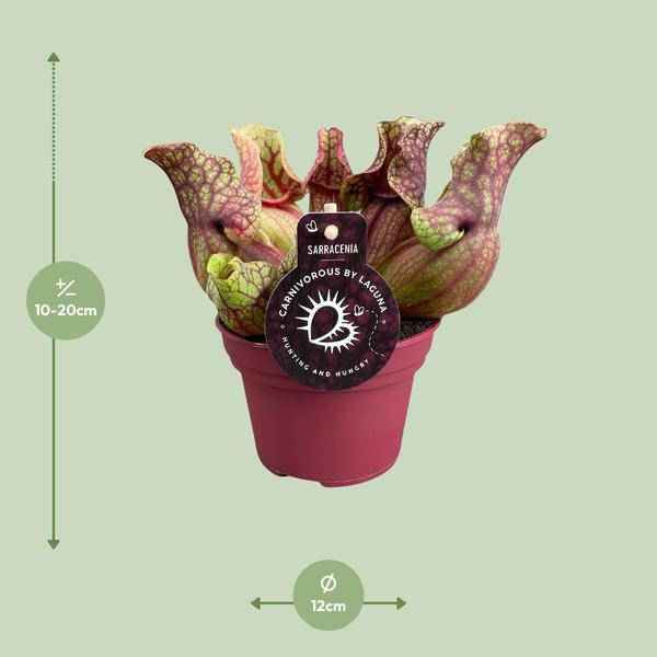 Image of Schlauchpflanze Sarracenia Venosa – Kannenpflanze – Zimmerpflanze – Ø12cm – ca. 20cm – Pflegeleicht & Exotisch