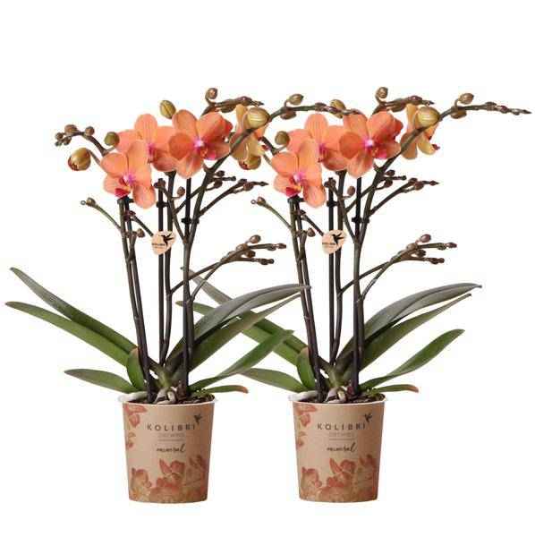 Image of Phalaenopsis Orchideen Orange Zimmerpflanze Ø9cm – blühende Orchidee für Wohnzimmer, Büro & helle Standorte kaufen-0
