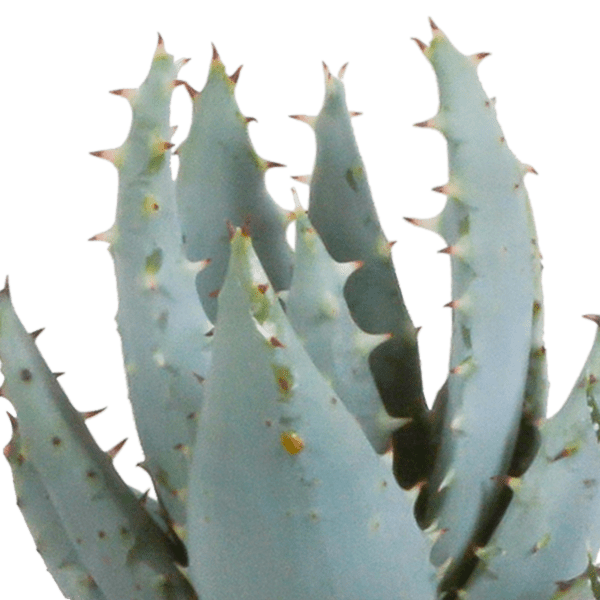 Image of Sukkulenten Mix Gasteria & Haworthia – 5 Pflanzen – Ø5,5cm Zimmerpflanzen im weißen Topf – Verschiedene Mini – Sukkulenten