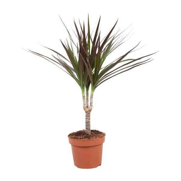 Image of Drachenbaum Dracaena Magenta Zimmerpflanze Ø12cm ↕50cm – pflegeleichte Grünpflanze für Wohnzimmer, Büro & helle Standorte kaufen-0