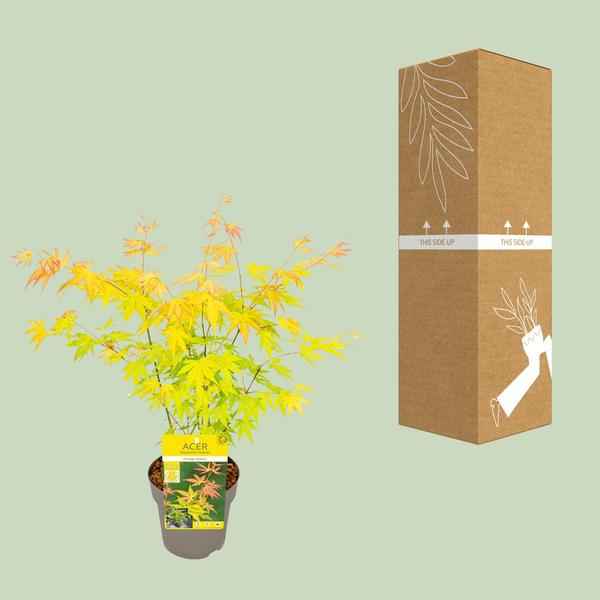 Image of Fächer – Ahorn Acer palmatum Orange Dream Gartenpflanze Ø15cm ↕40cm – winterharte Pflanze für Garten, Balkon, Terrasse, Kübel & Beet online kaufen-2