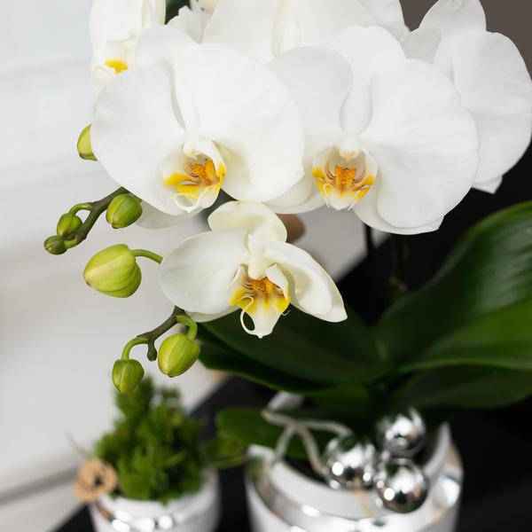 Image of Pflanzenset weiße Orchidee und Sukkulente auf Silbertablett mit 2 glänze – pflegeleichtes Pflanzen Set für Urban Jungle, Fensterbank, Wohnzimmer-3