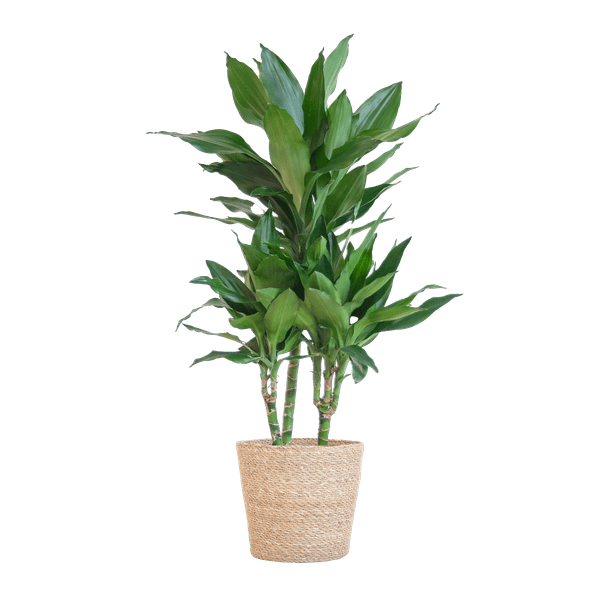 Image of Dracaena Janet Lind 95cm – Drachenbaum Zimmerpflanze Ø21cm – pflegeleichte grüne Pflanze mit luftreinigend – inkl. handgeflochtenem Seegras-0
