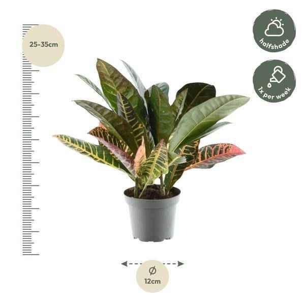Image of Codiaeum variegatum 'Petra' – Wunderstrauch – Buntblättrige Zimmerpflanze – Exotische Dekopflanze – Pflegeleicht – ↕30cm – Ø12cm-2